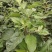 苹果苗高1.2米，粗0.6公分