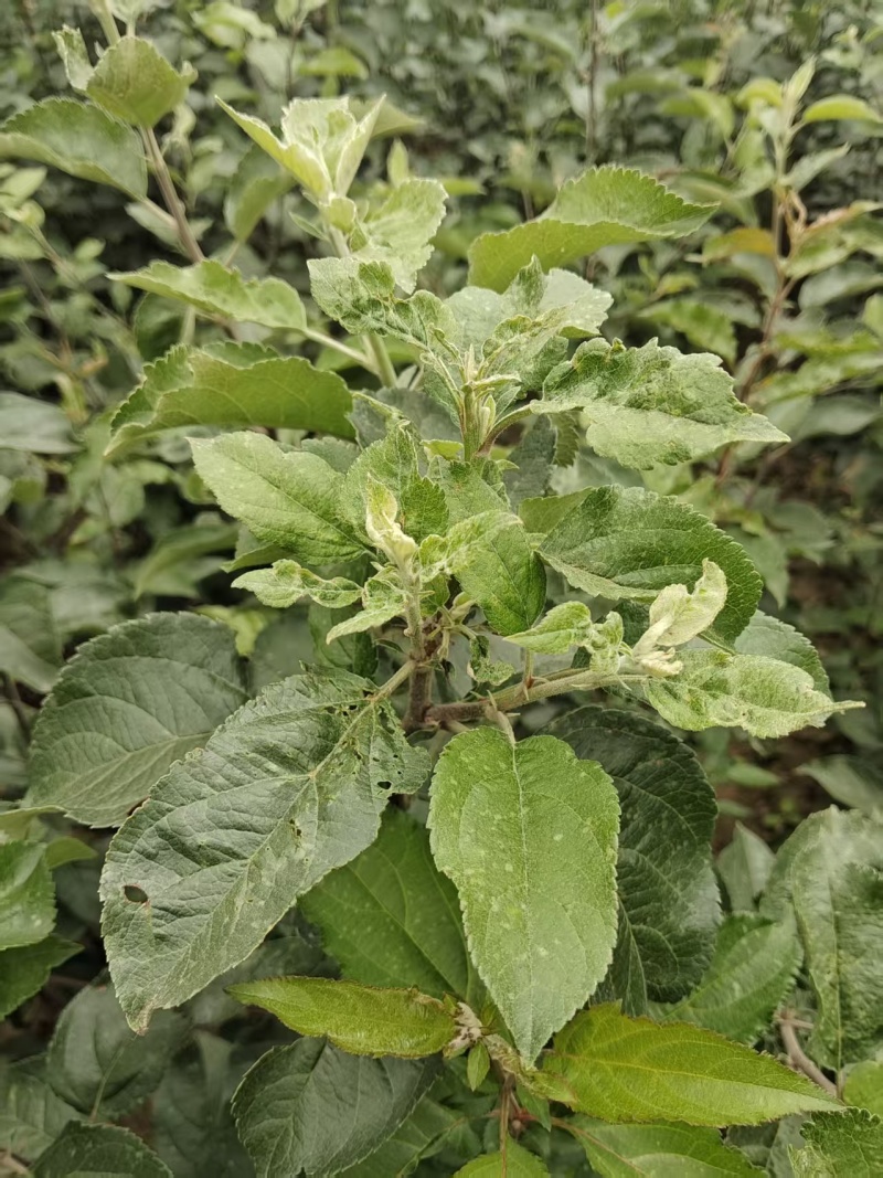 苹果苗高1.2米，粗0.6公分