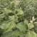 苹果苗高1.2米，粗0.6公分