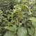 苹果苗高1.2米，粗0.6公分