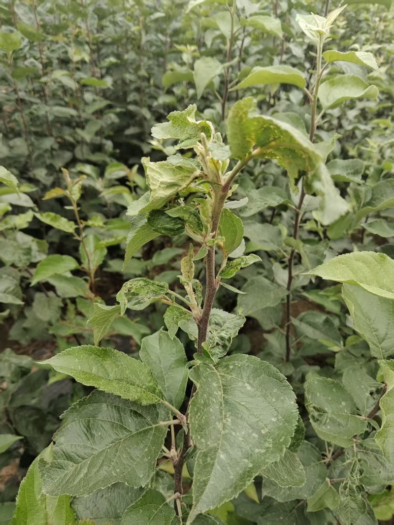 苹果苗高1.2米，粗0.6公分