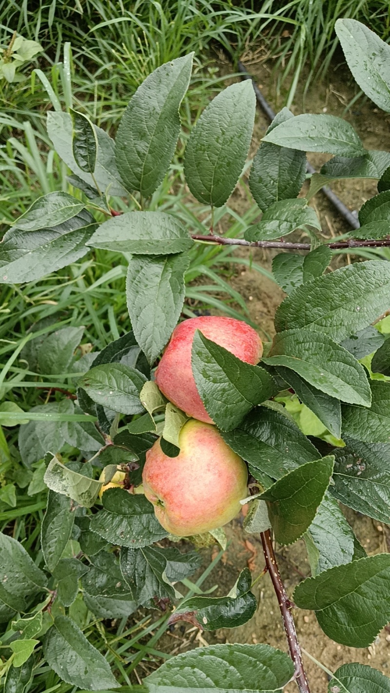 鲁丽苹果