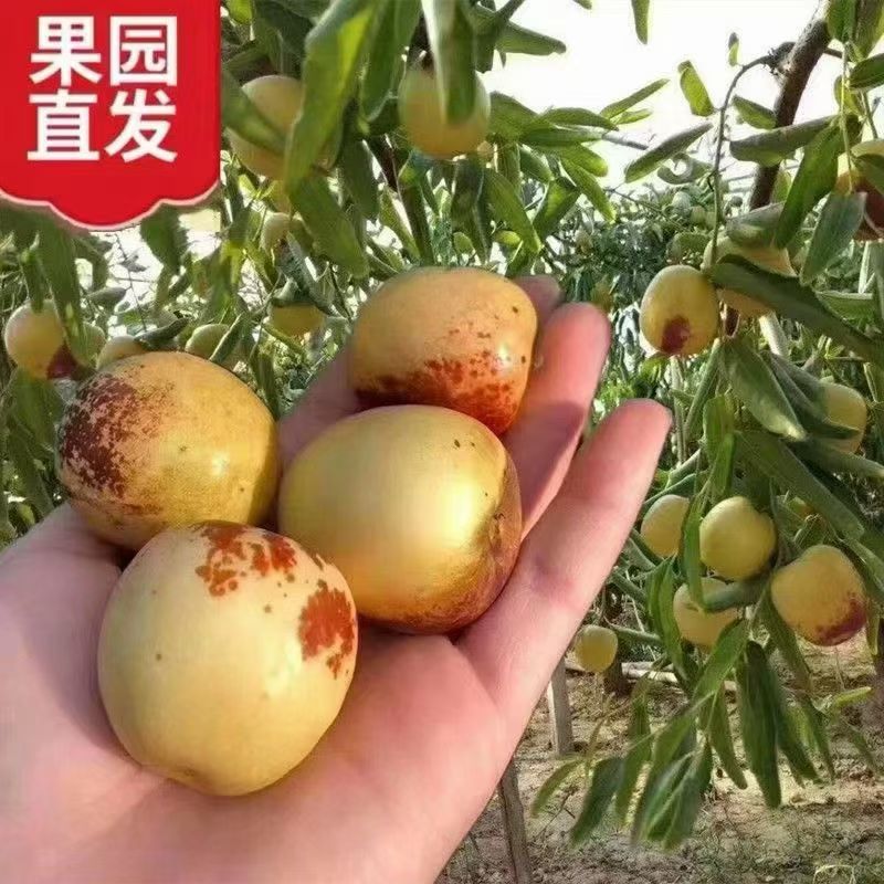 大荔冬枣2斤装40元，3斤装60元，5斤装75元