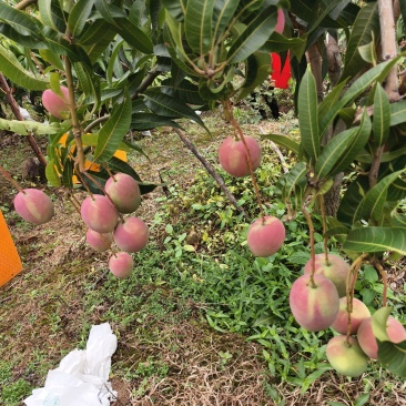 热龙芒果