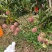 热龙芒果