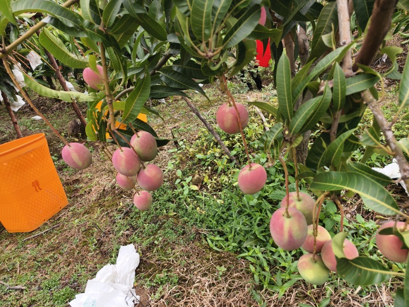 热龙芒果