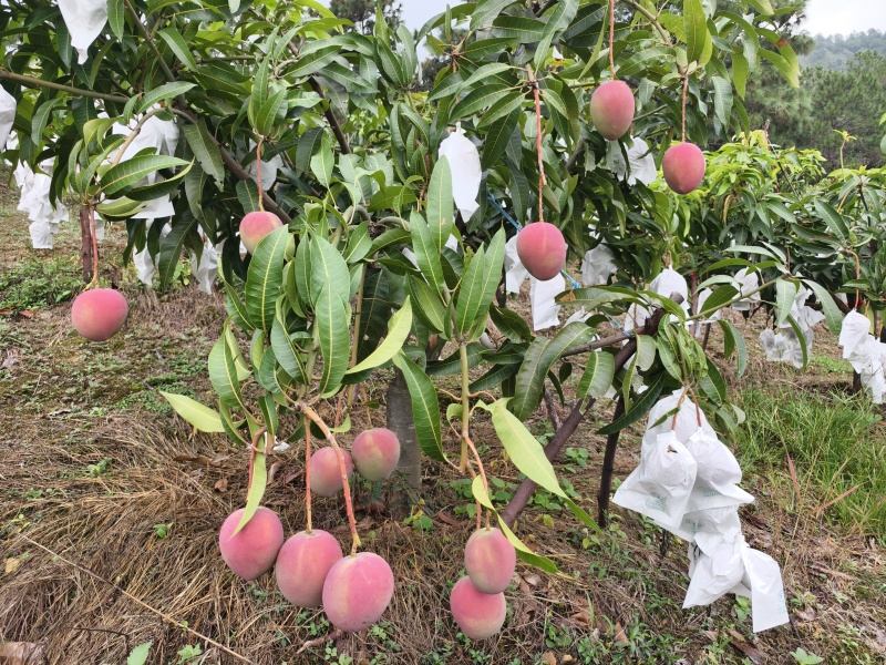 热龙芒果