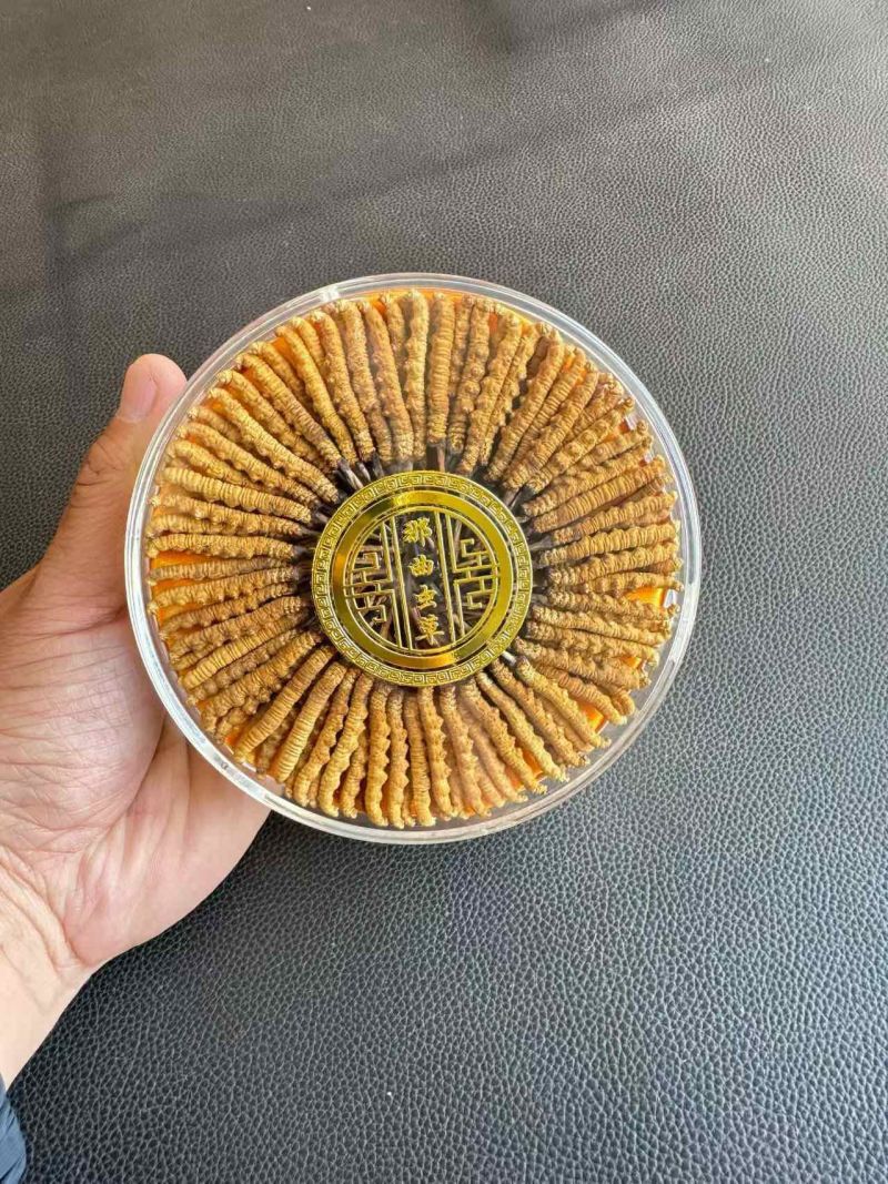西藏那曲高海拔冬虫夏草，价格便宜，品质优良，开箱验货。