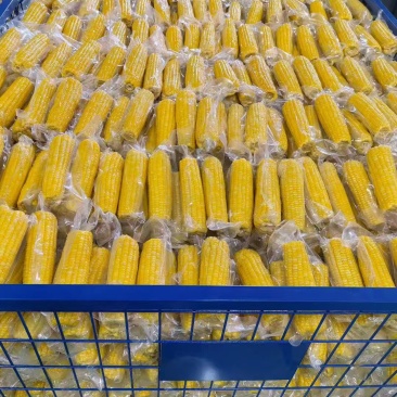水果玉米真空包装鲜食玉米
