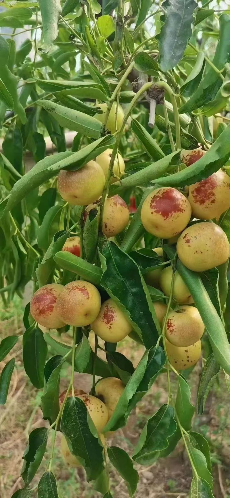 冬枣精果