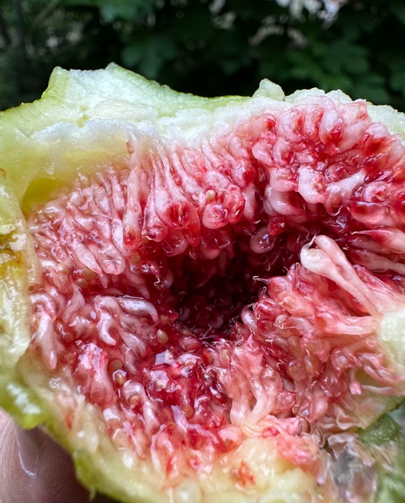 无花果威海青皮无花果（精品果）
