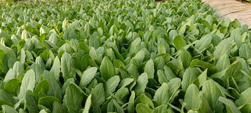 油麦菜苗油麦菜苗，2000颗起批