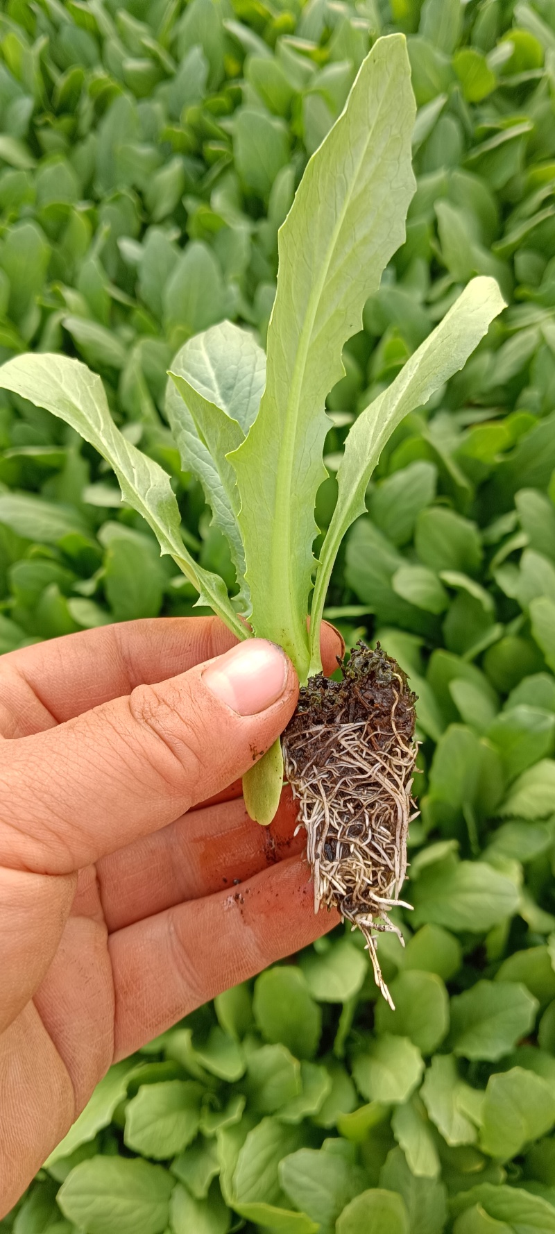 油麦菜苗油麦菜苗，2000颗起批