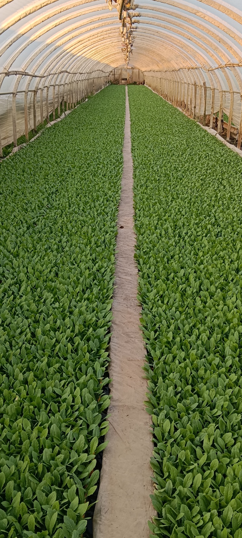 油麦菜苗油麦菜苗，2000颗起批