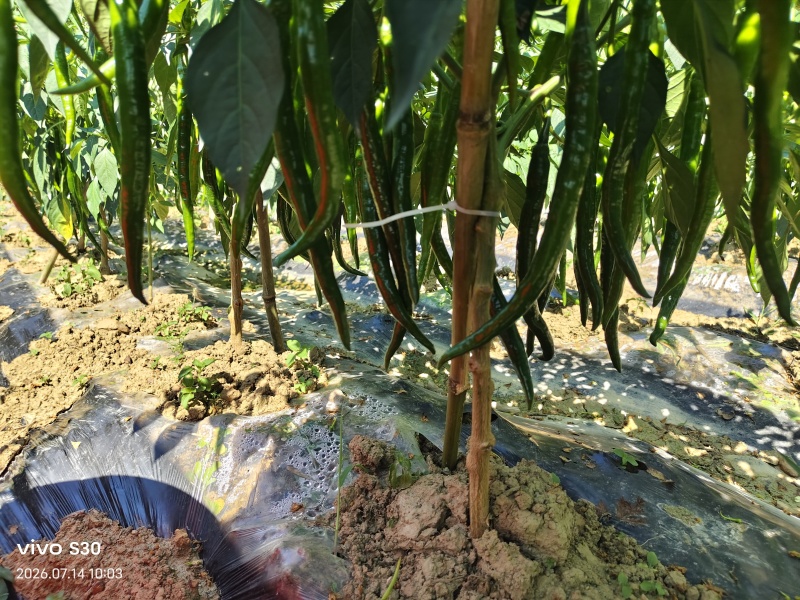 线椒15公分以上
