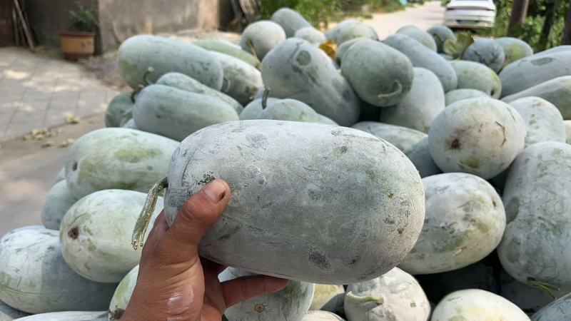 水果冬瓜