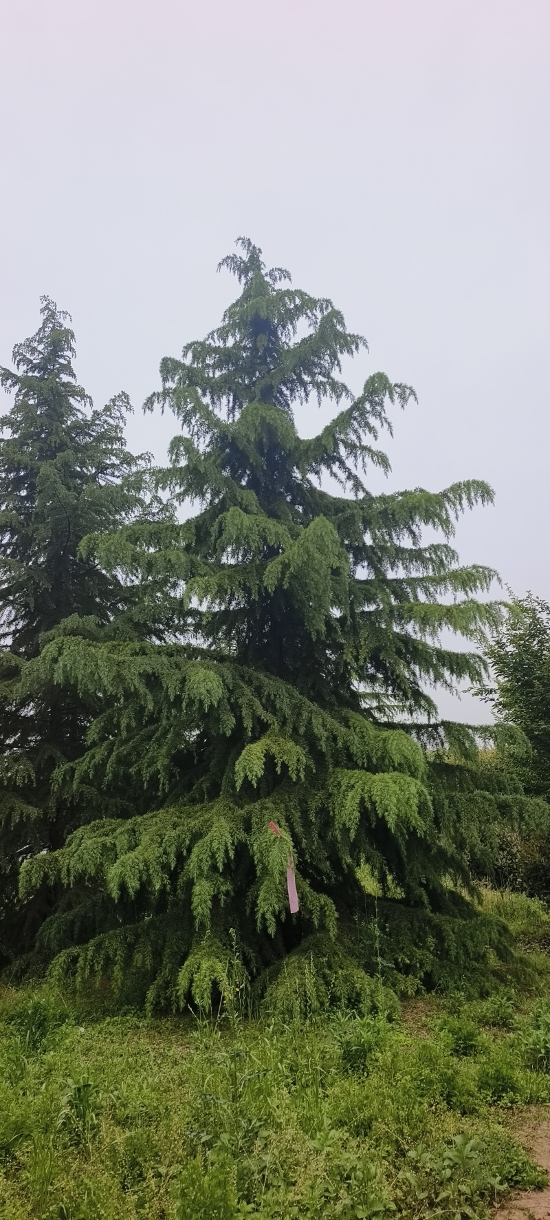 雪松六到十米