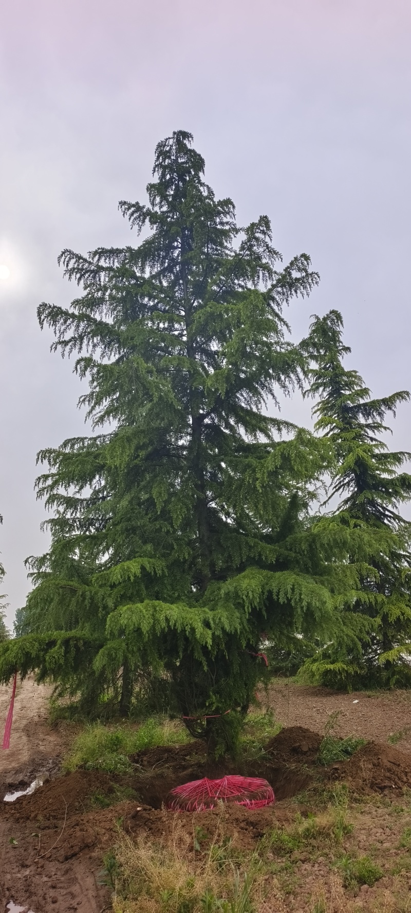 雪松六到十米