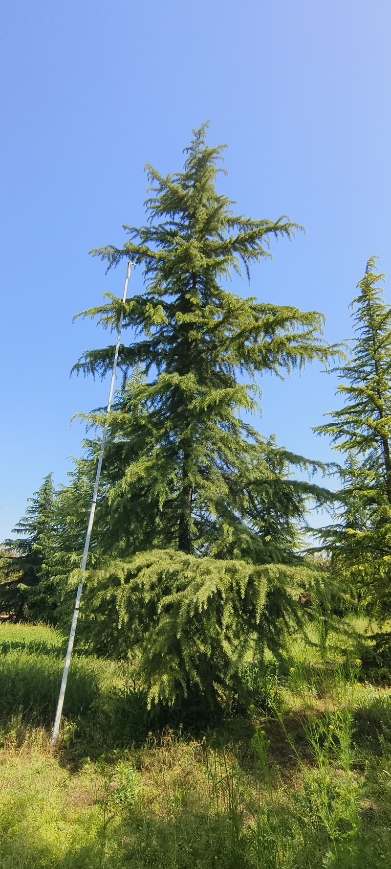 雪松六到十米