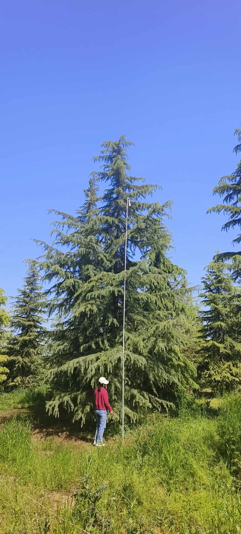 雪松六到十米