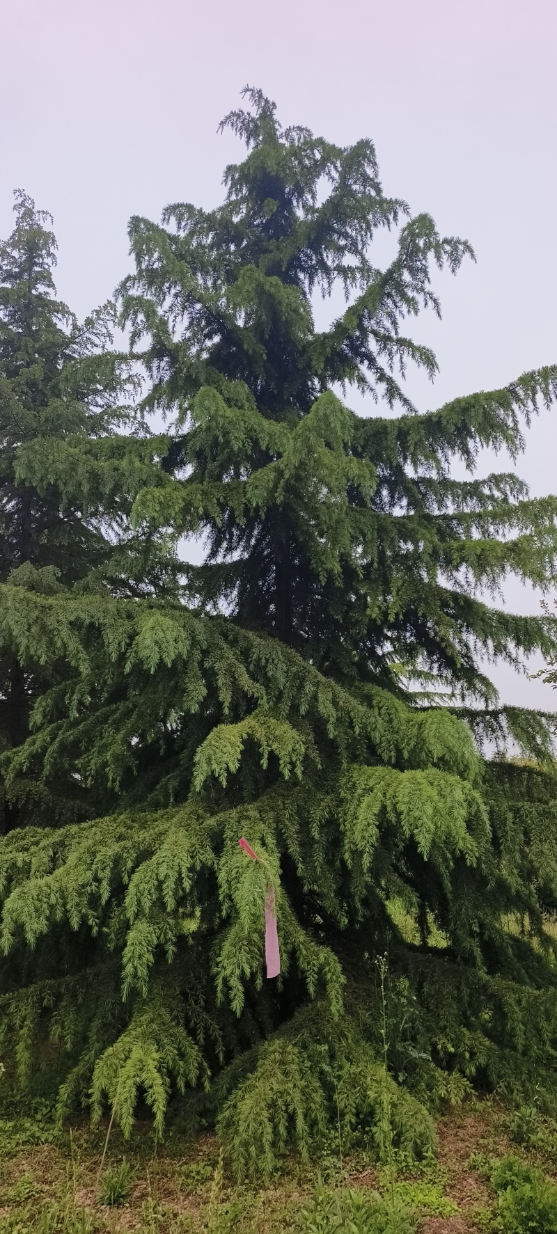 雪松六到十米