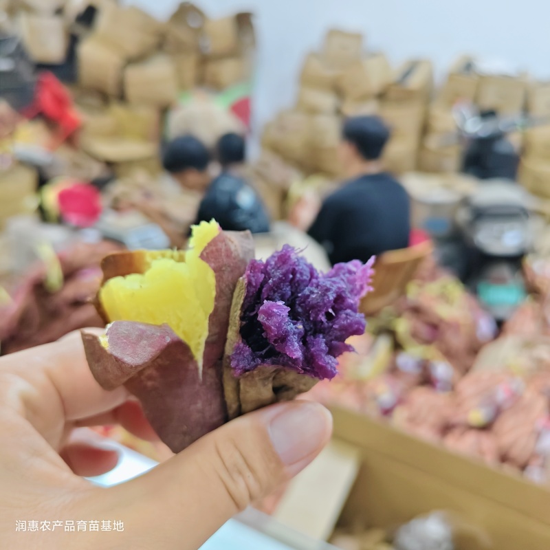 红薯溏心紫薯(1斤左右);流油蜜薯(1-4两);冰糖心哈