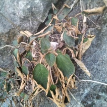 软肝草