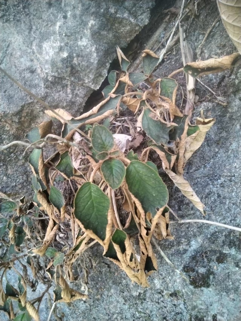 软肝草