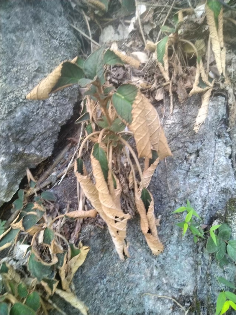 软肝草
