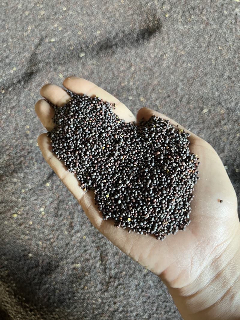 菜籽小包装