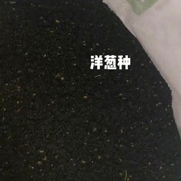 洋葱种子半高庄红皮洋葱种子，散装没有精加工