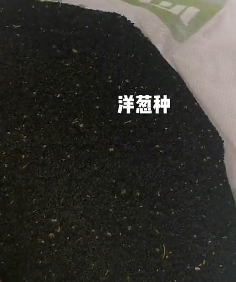 洋葱种子半高庄红皮洋葱种子，散装没有精加工
