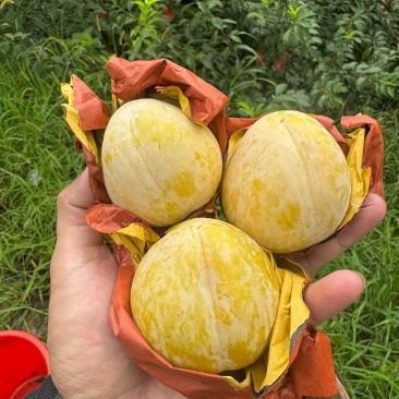 黄金李10斤装