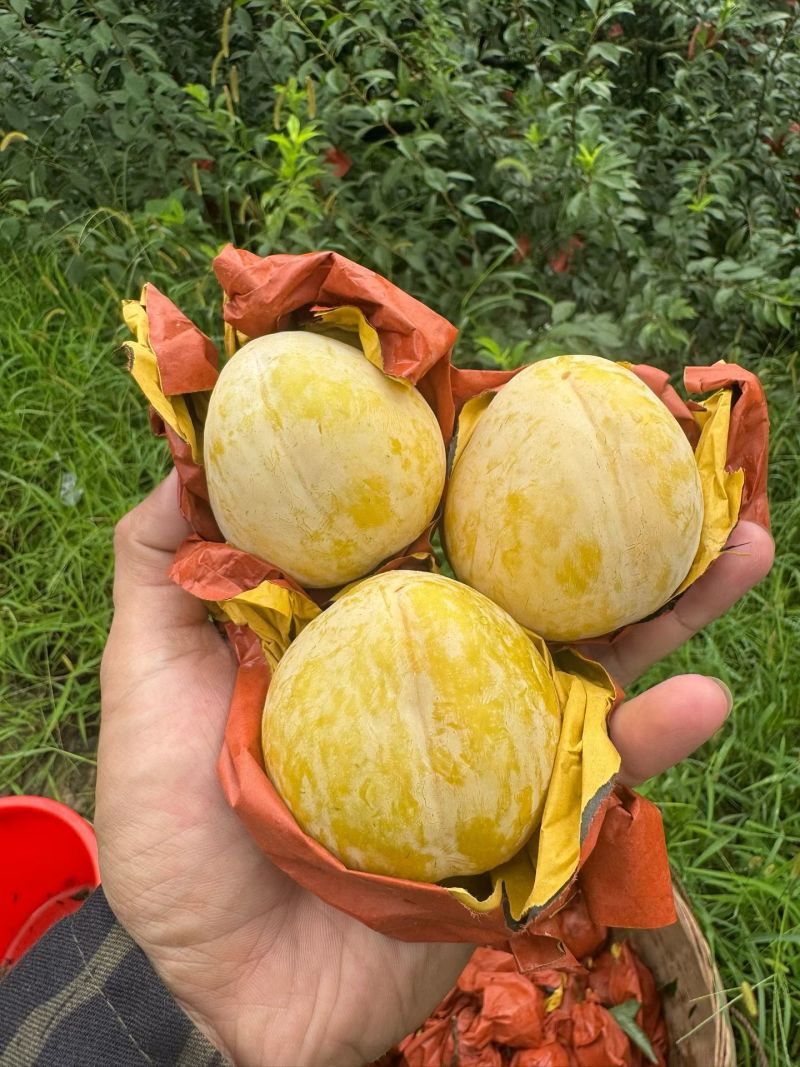 黄金李10斤装
