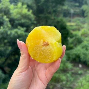 李子10斤装