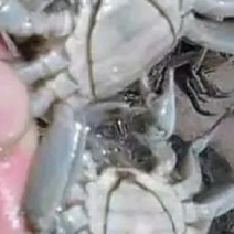 六月黄大闸蟹0.8-1两