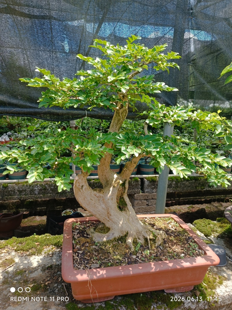 金弹子树桩高30-50公分