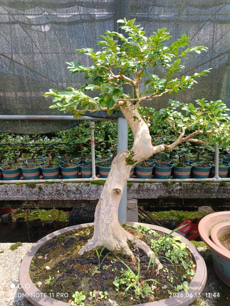 金弹子树桩高30-50公分