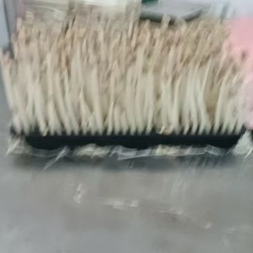 花生芽现定
