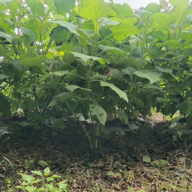 芒果台农/金凤凰/苹果芒/澳芒
