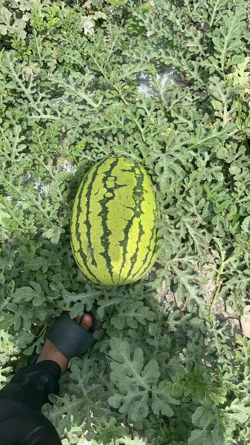 西瓜糖度13+，2万斤起步