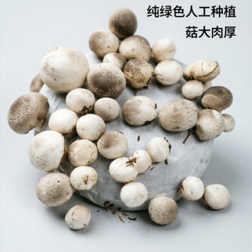 鲜草菇精选A货