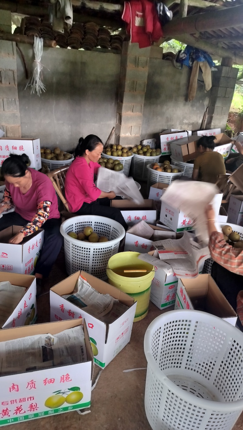 黄花梨4两起步