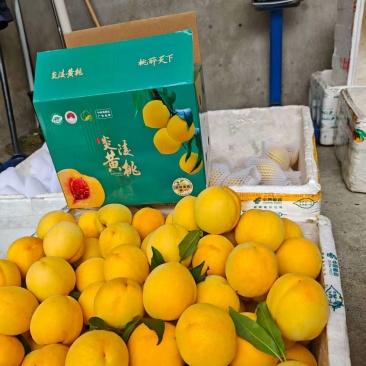 炎陵黄桃礼盒包装，5斤装和10斤装，含包装和运费顺丰快递