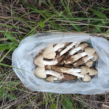 鸡枞菌