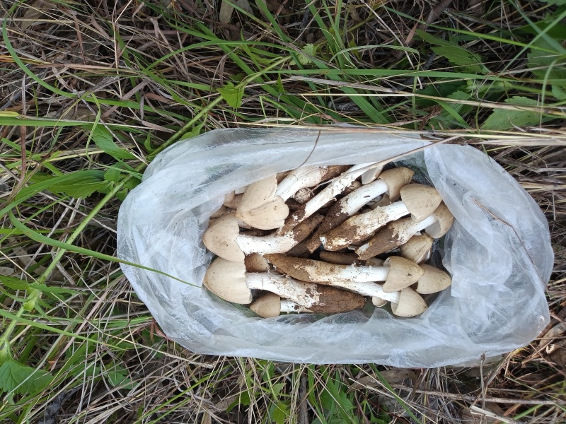 鸡枞菌