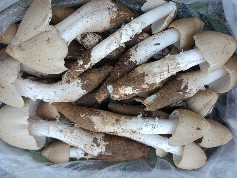 鸡枞菌