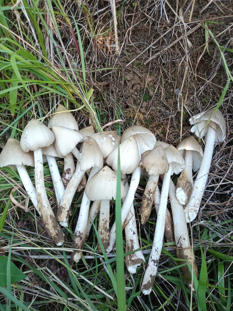 鸡枞菌