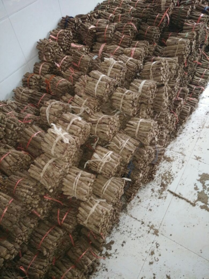 泡桐根粗度0.7-1.2公分，每捆100根
