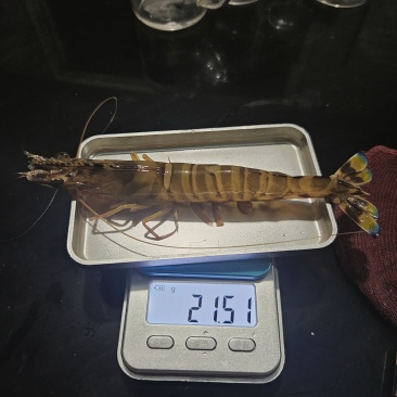 斑节虾25头
